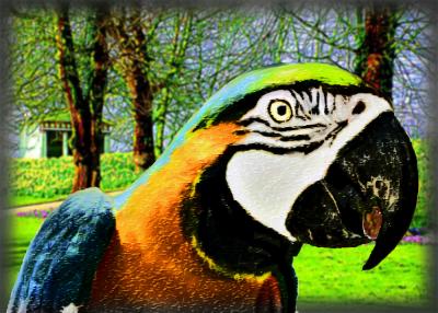Brazilian Parrot.