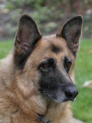 Cody 03