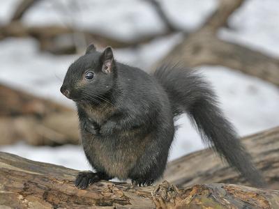 Black Phase Eastern Gray 01