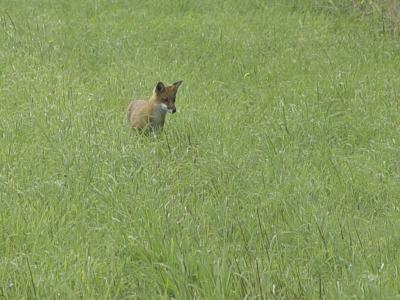 Red Fox 01