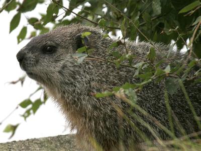 u46/grizzlyike/medium/39921860.Woodchuck01.jpg