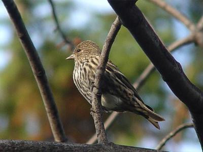 u46/grizzlyike/medium/39961886.PineSiskin01.jpg