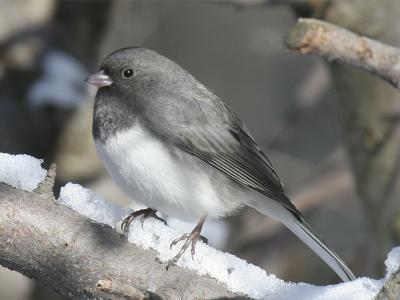 u46/grizzlyike/medium/39962189.SlatecoloredDarkeyedJunco01.jpg