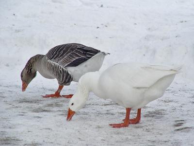 Graylag 01