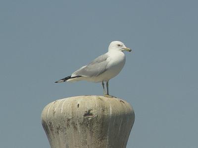 Ring-billed Gull 01