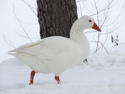 Graylag 02