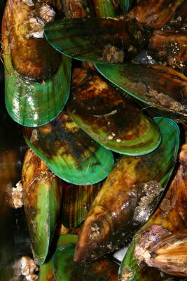 green lipped mussles