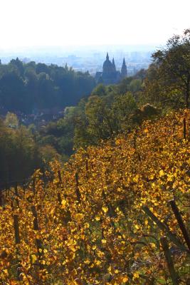 vineyards and the cathedral