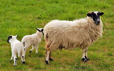 Highland Sheep