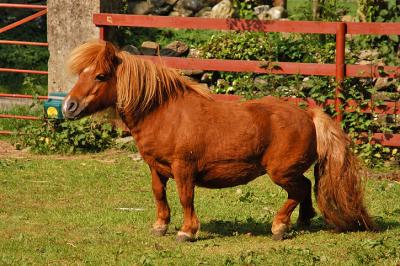 Shetland Pony, Rauthbaum Farm