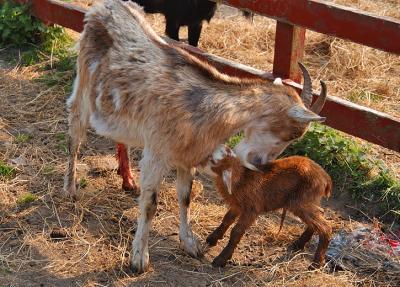 Newborn Goat