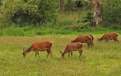 Red Deer Grazing