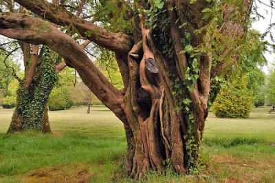 Twisted Tree on the Blarney Castle Grounds