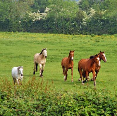 Horses Stretching Their Legs