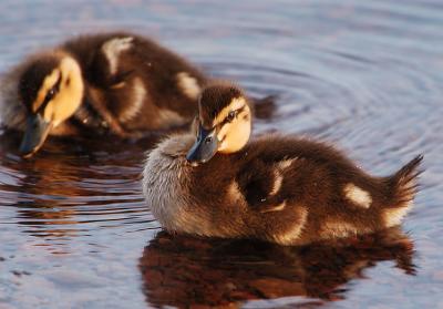 Baby Mallards