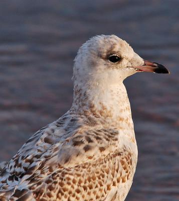 Iceland Gull