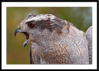 Northern Goshawk