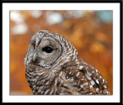 Barred Owl