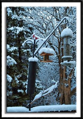 Snow Covered Bird Feeder