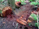 Sawed logs on South Tiger