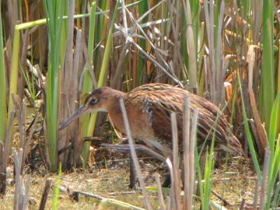 King Rail