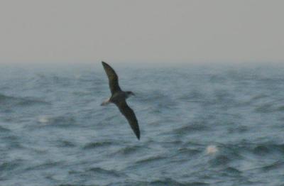 Cape Verde Petrel