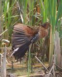 King Rail