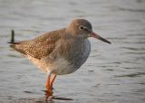 Common Redshank