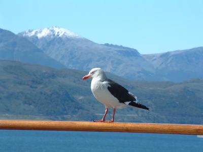 Sailing the Beagle Channel