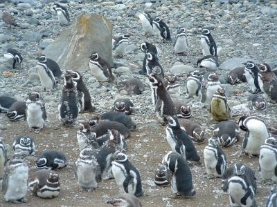 Los Pinguinos