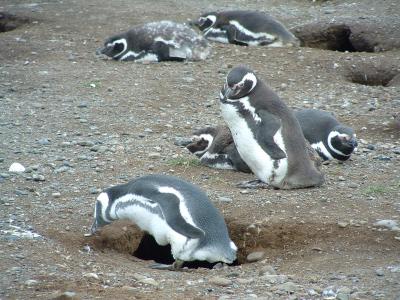 Los Pinguinos