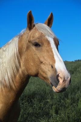 Palomino