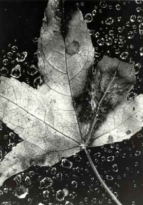Leaf and Water Drops