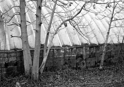 Tree and Roof