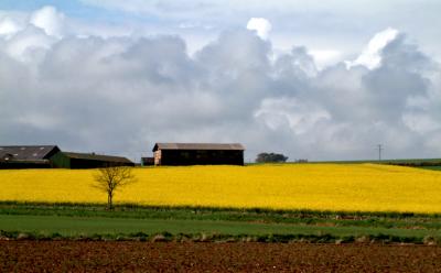 Auchmithie Barn