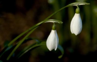 139 Snowdrops.