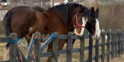 140 Clydesdales.