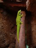 Lizard.jpg