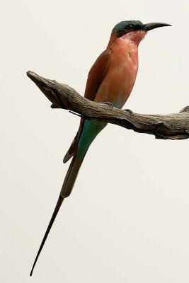 Carmine Bee-eater