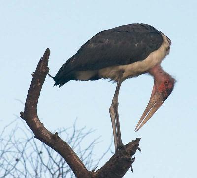 Marabou Stork