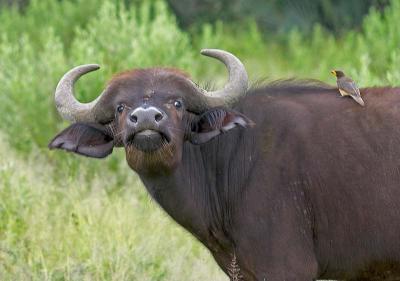 Cape Buffalo & Red-billed Oxpicker