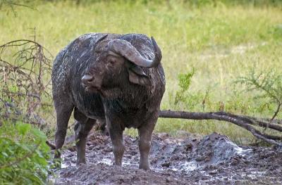 Muddy Buffalo