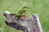 Blue Cheeked Bee-eater