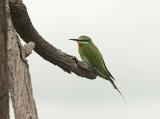 Blue Cheeked Bee-eater