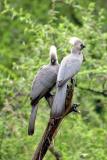 Grey Louries