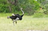 Ostrich