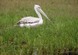 Pelican