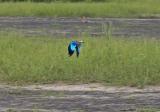 Lilac-breasted Roller on the Wing