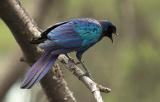 Starling
