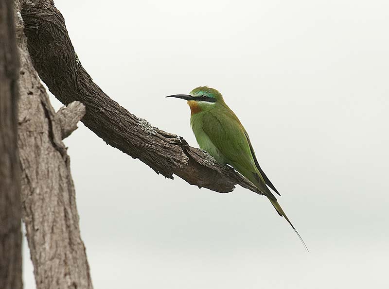 Blue Cheeked Bee-eater